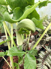Arisaema ringins