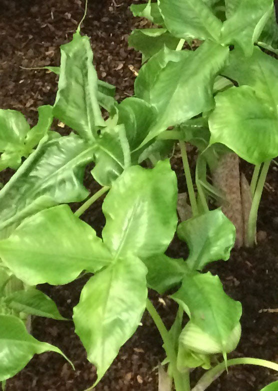 Arisaema ringins