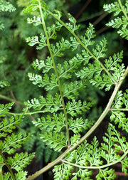 Araiostegia parvipinnata