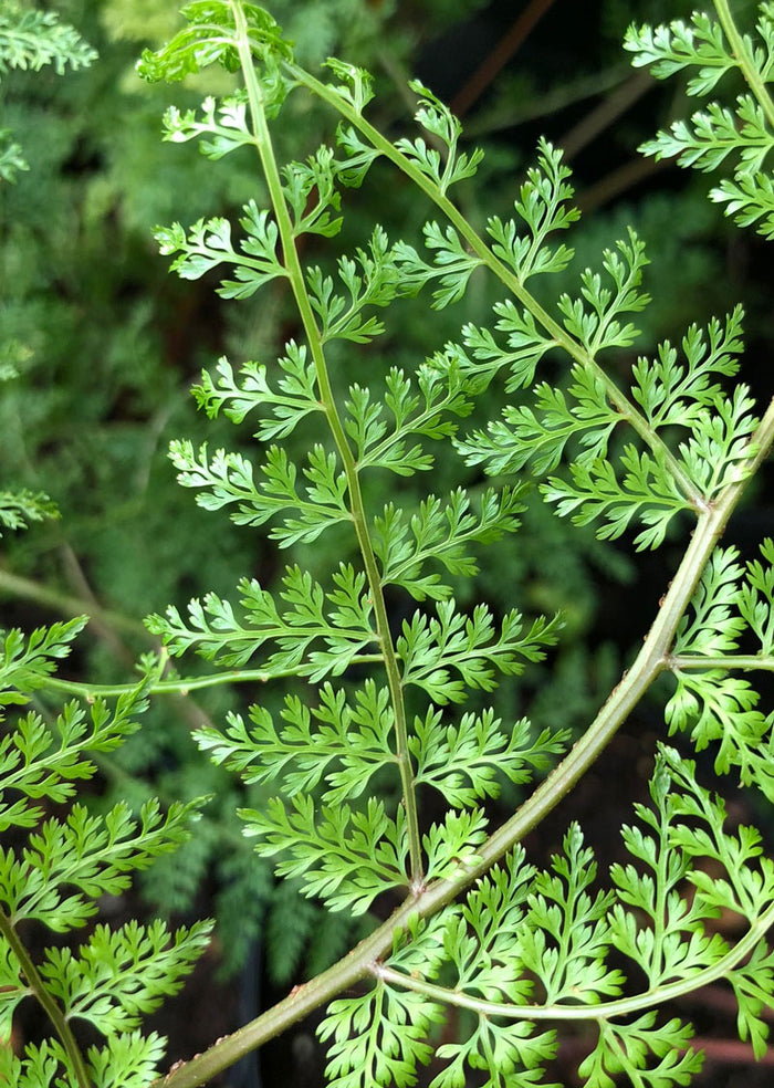 Araiostegia parvipinnata
