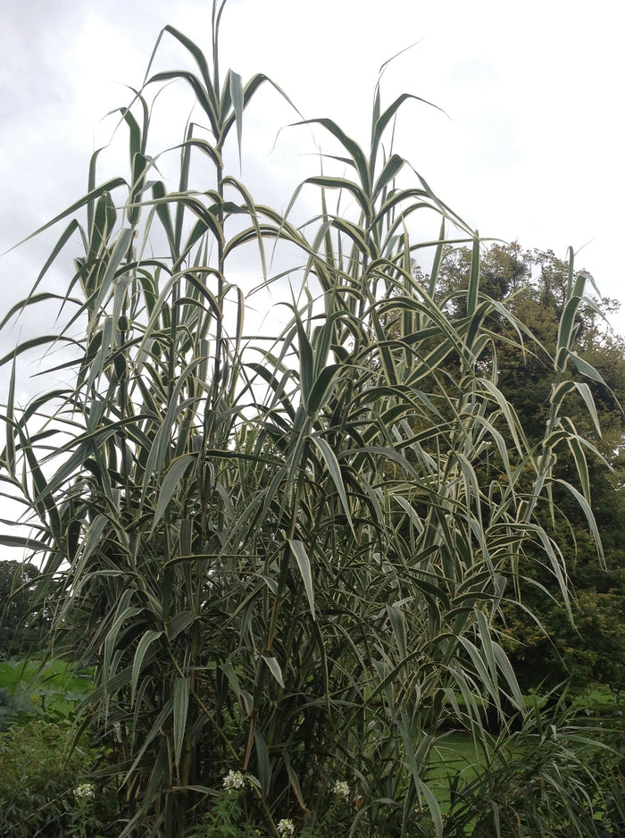 Arundo donax