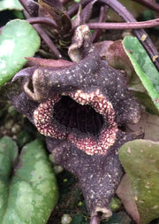 Asarum splendens