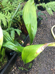 Aspidistra elatior