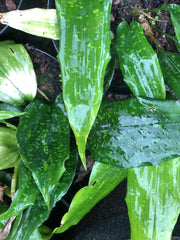 Aspidistra fungilliformis 'China Moon'