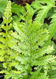 Asplenium bulbiferum