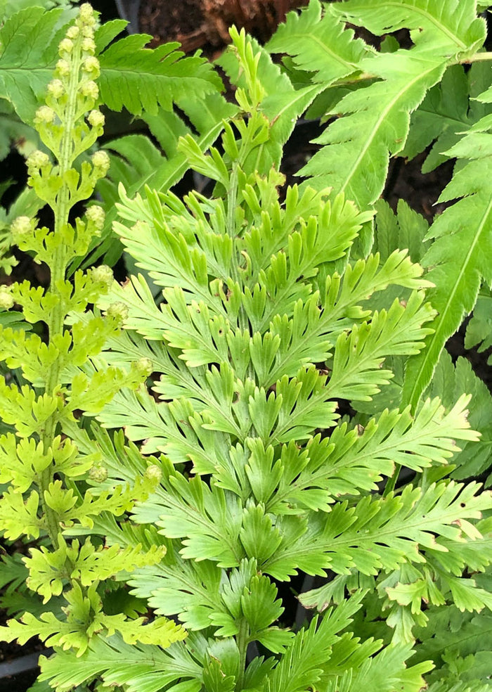 Asplenium bulbiferum