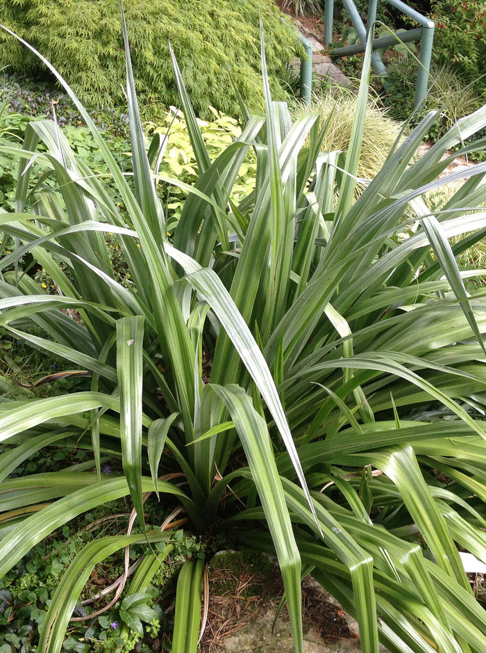 Astelia banksii 'Silver Shadow'