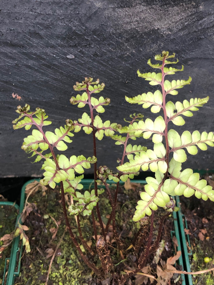 Athyrium otophorum var. okanum