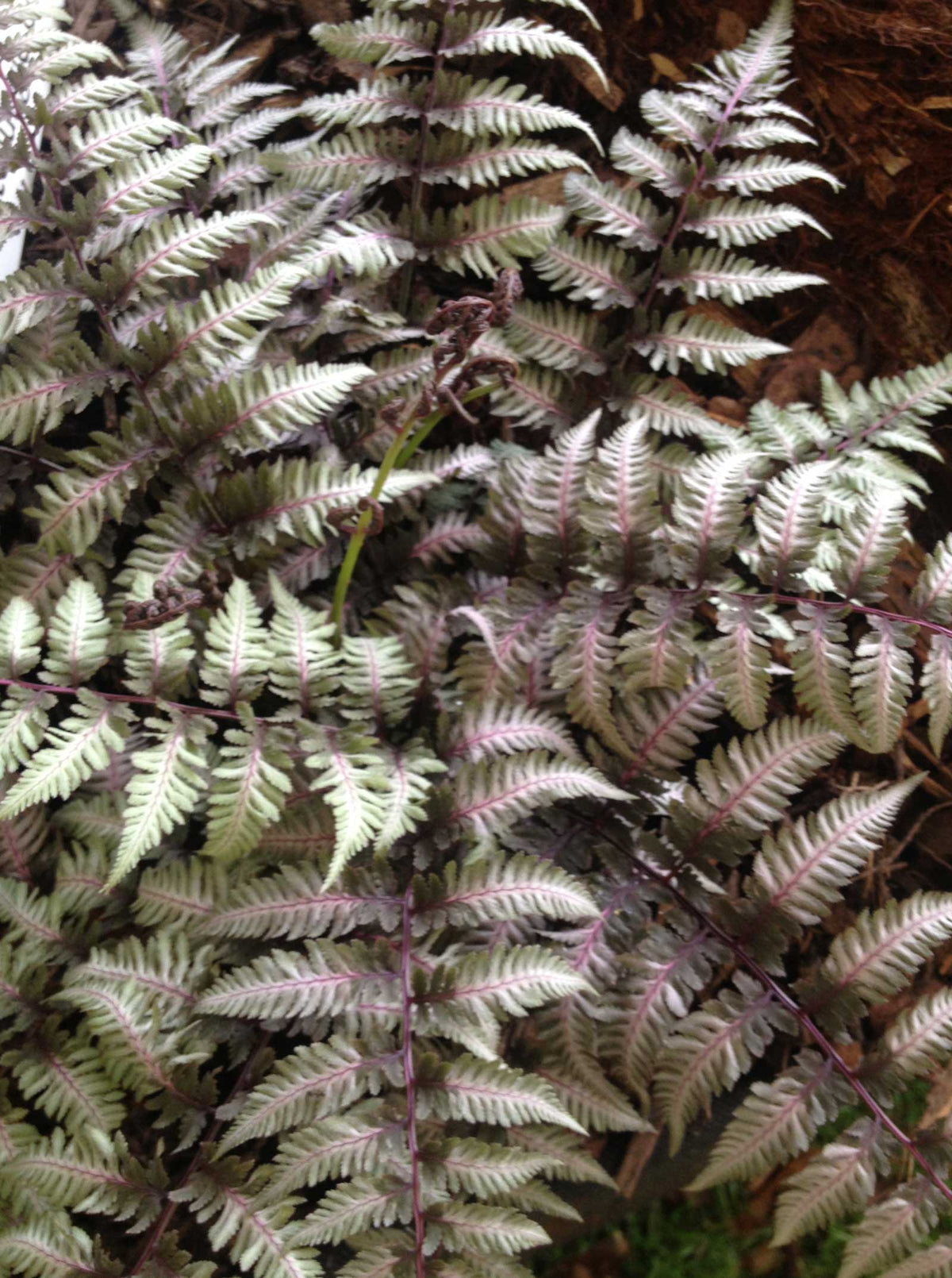 Athryium niponicum var. pictum