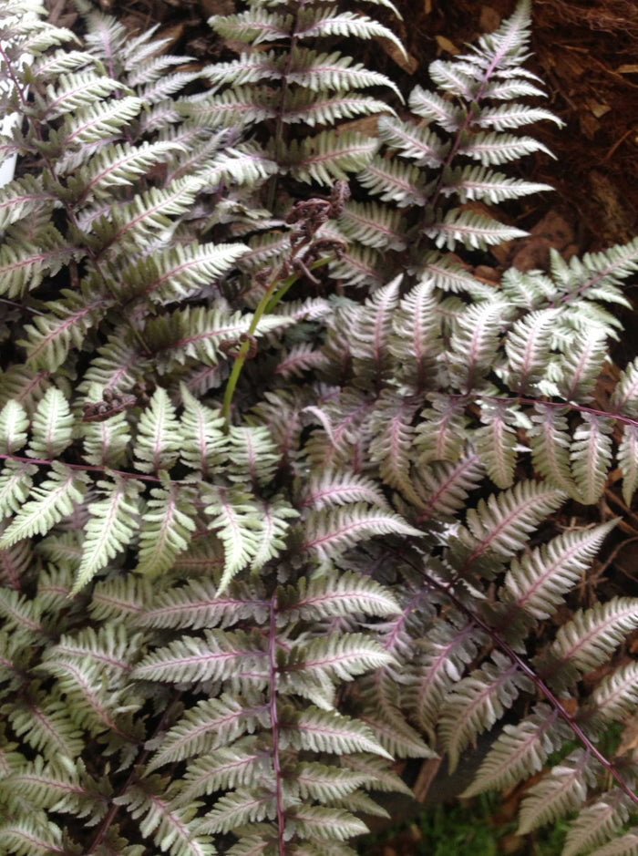 Athryium niponicum var. pictum