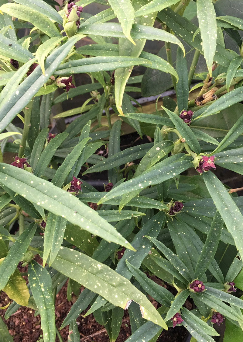 Aucuba himalaica var. dolichophylia