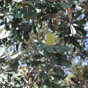 Banksia integrifolia