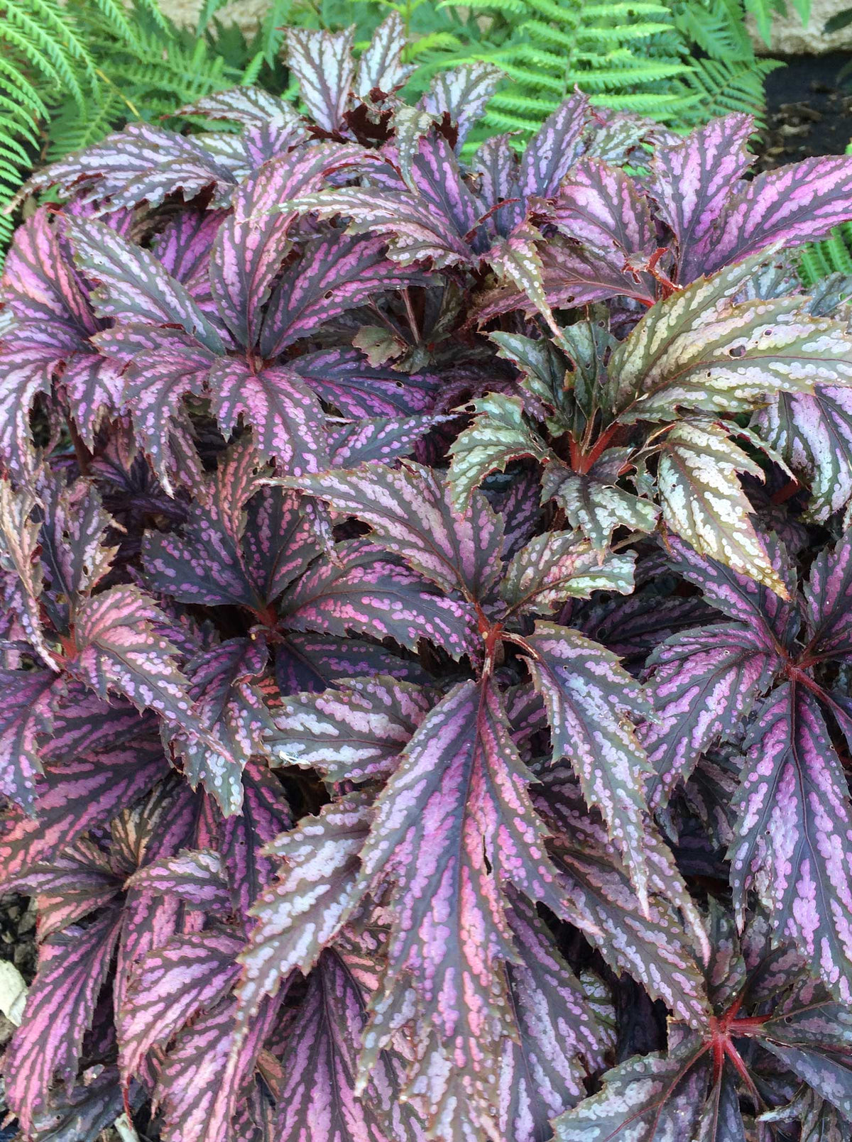 begonia benitochiba
