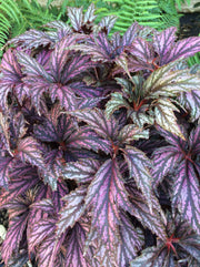 begonia benitochiba