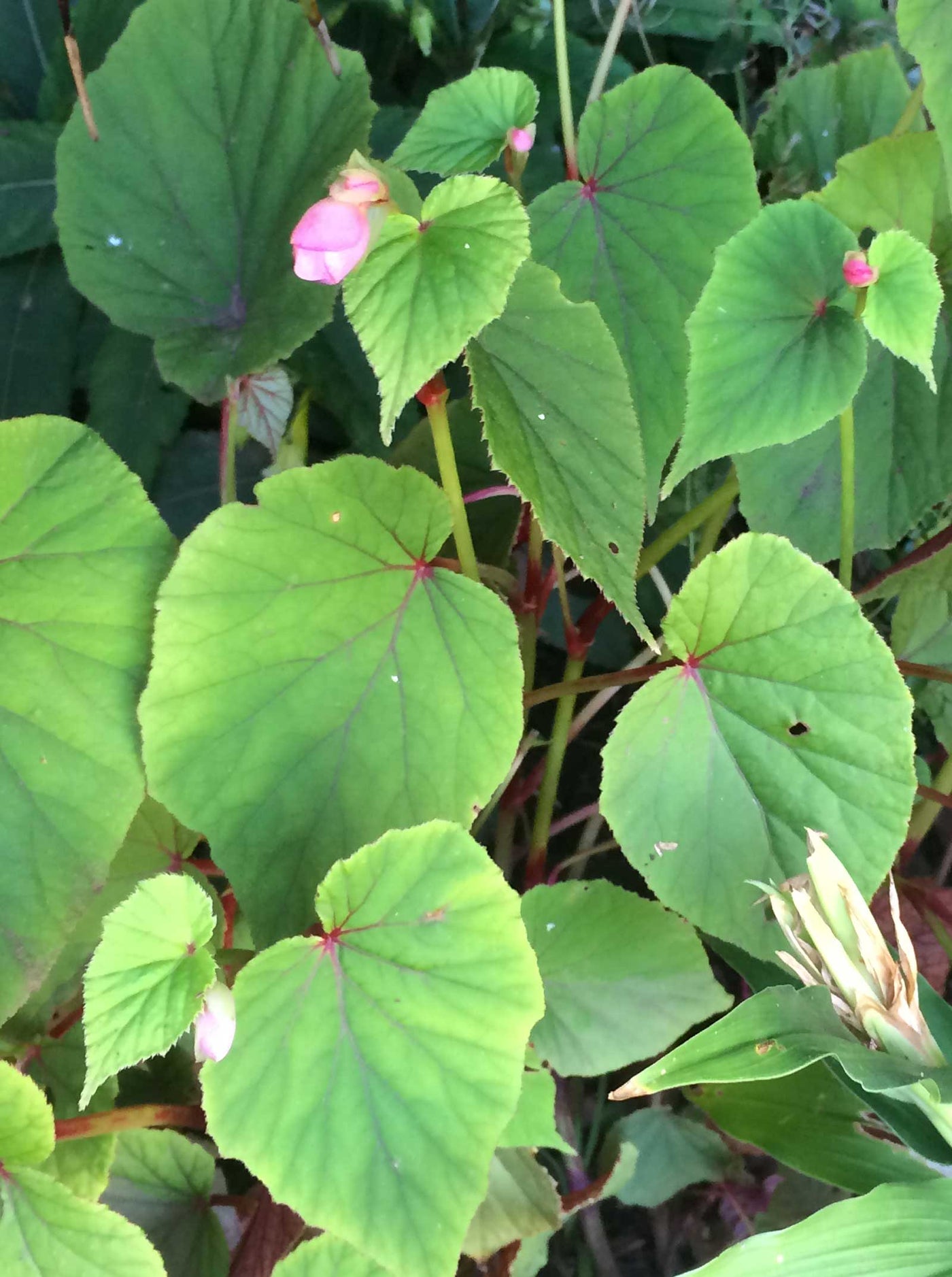 Begonia grandis subsp. evainsii