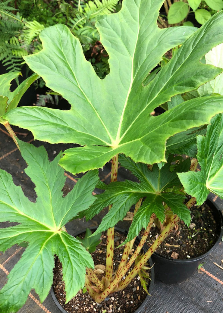 Begonia koelzii