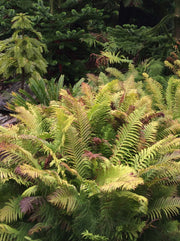 Blechnum chilense