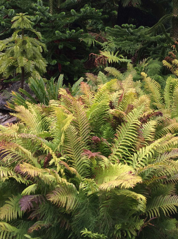 Blechnum chilense