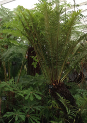 Blechnum tabulare