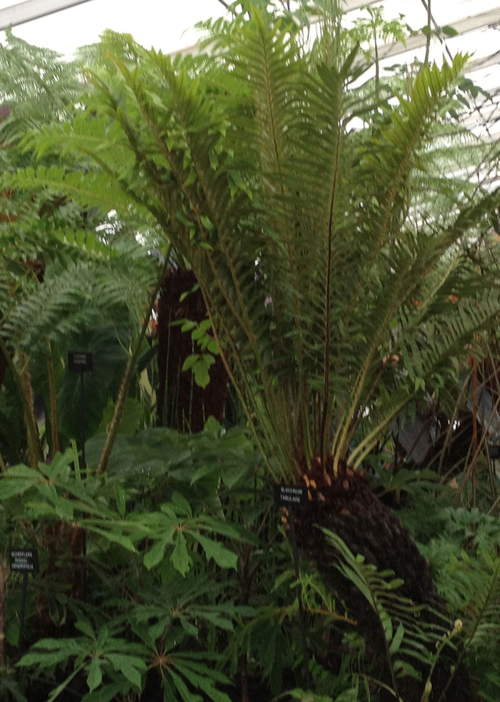Blechnum tabulare