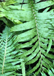 Blechnum novae-zealandiae