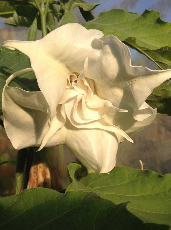 Brugmansia Knightii