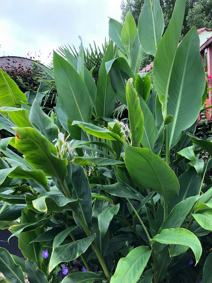 Canna anniei