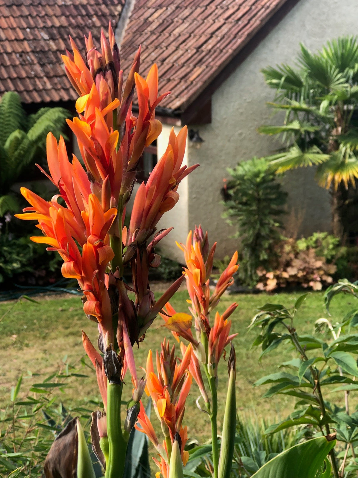 Canna altenstienii