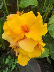 Canna 'Golden Orb'