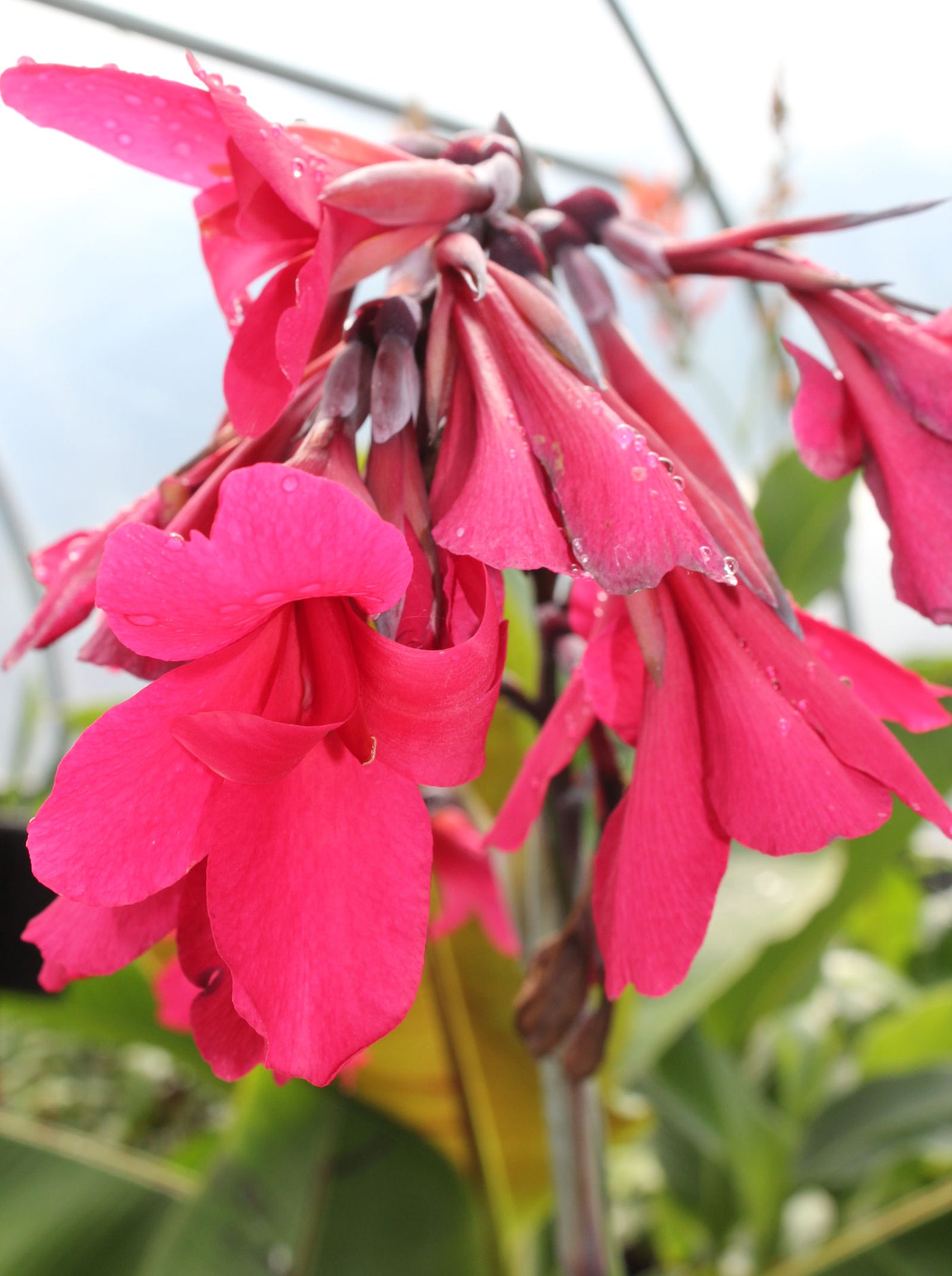 Canna iridiflora x ehemanii