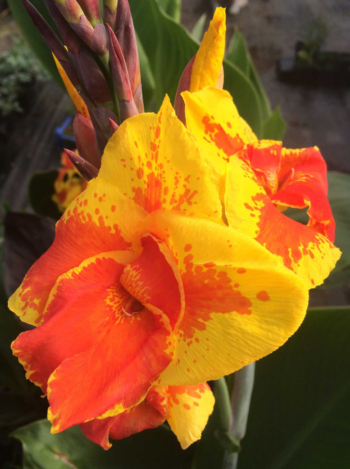 Canna Italia