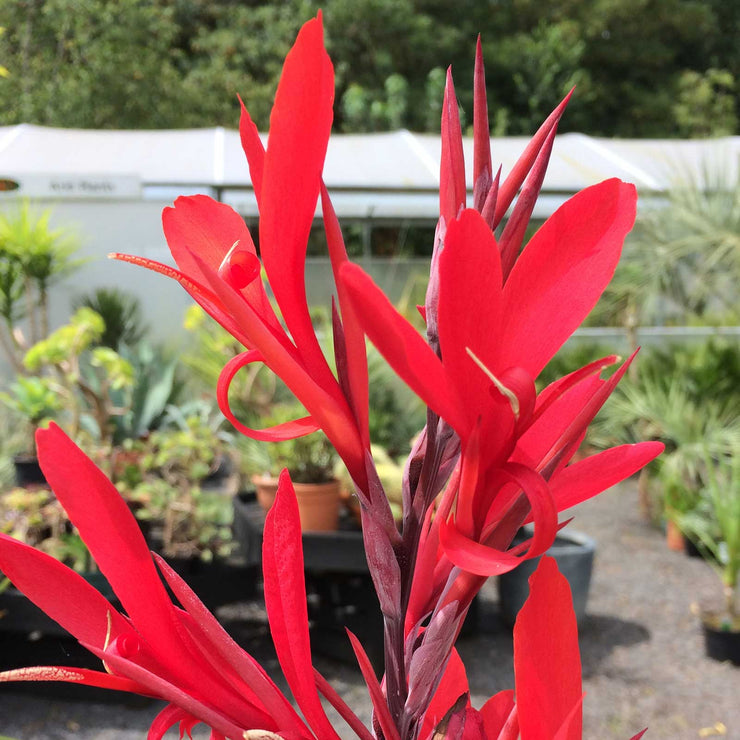 Canna mystique