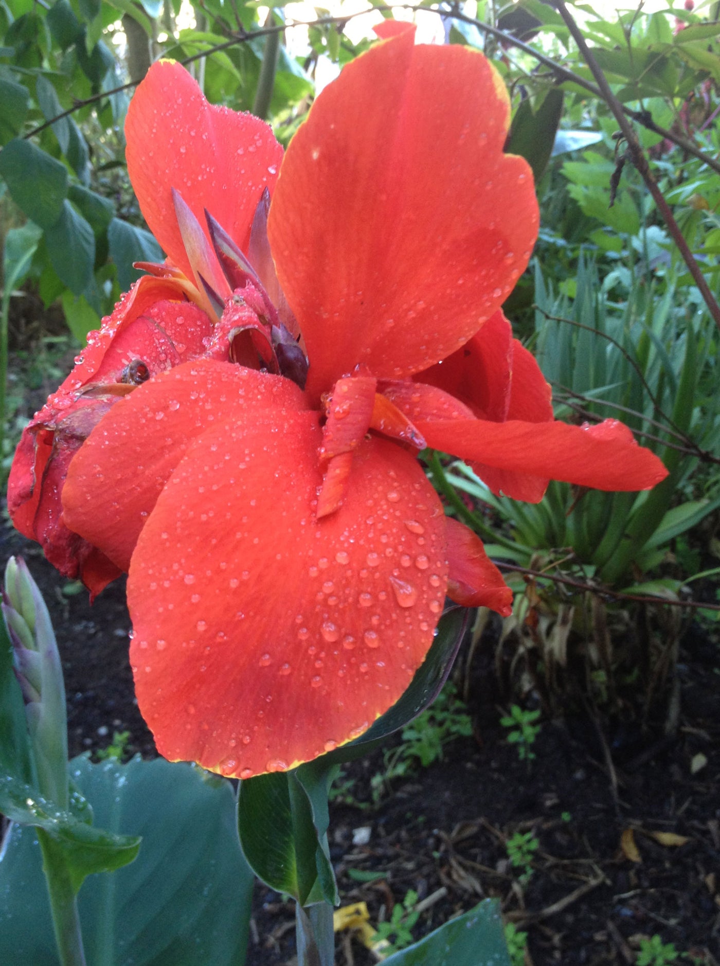 Canna Singapore Girl
