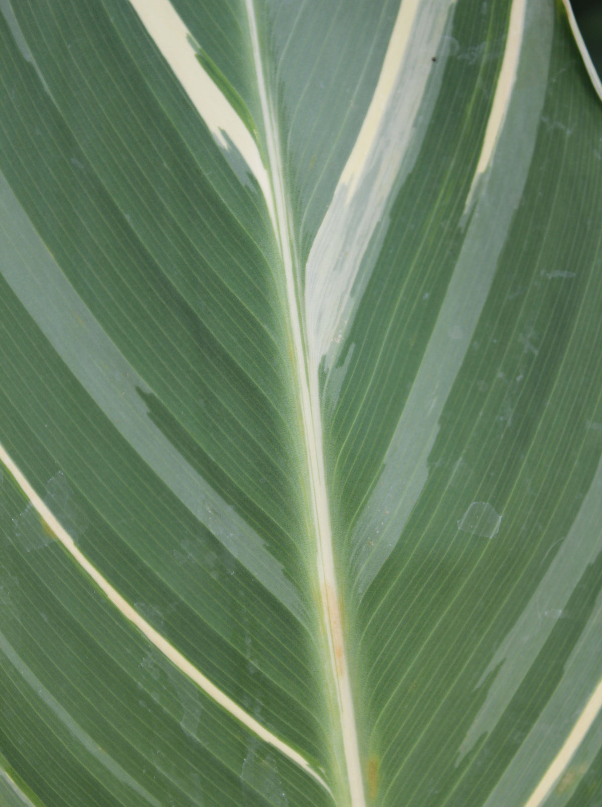 Canna stuttgart