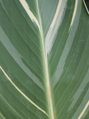 Canna stuttgart