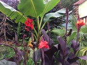 Canna australia