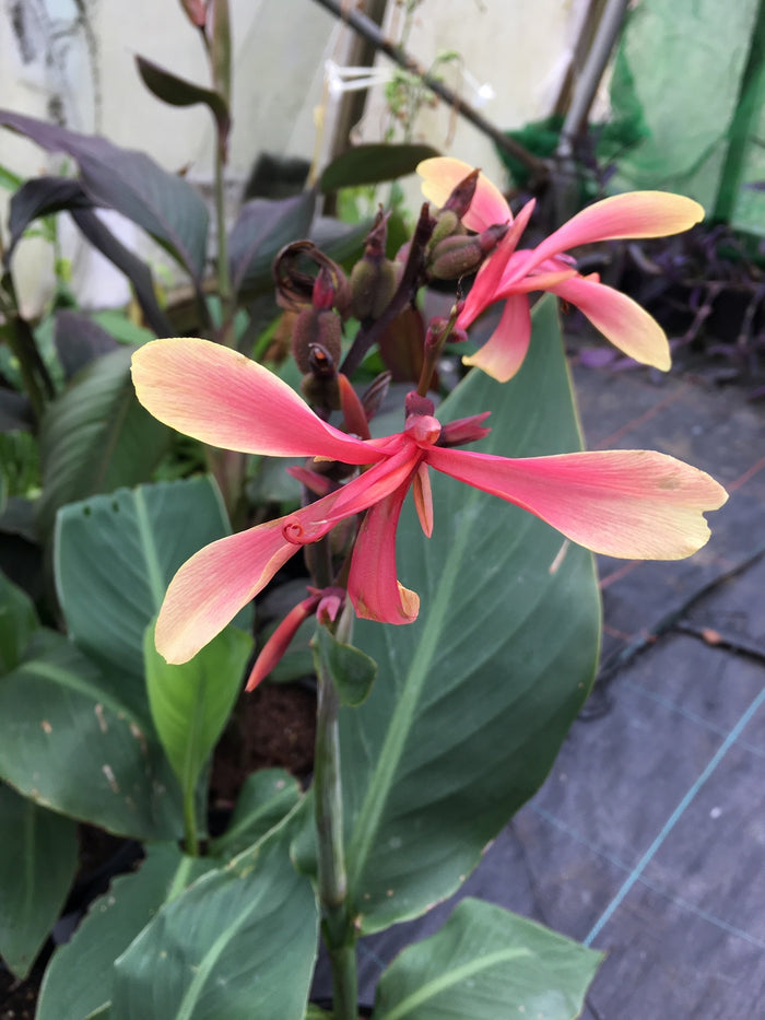 Canna 'Panache'