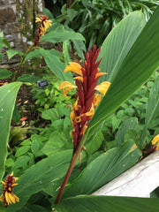 Cautleya robusta