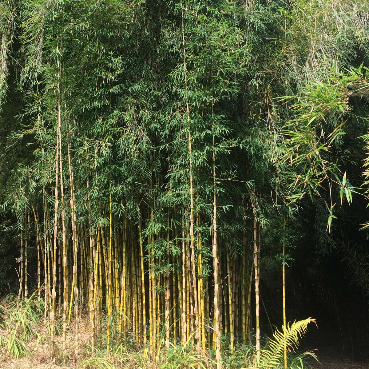 Chusquea gigantea