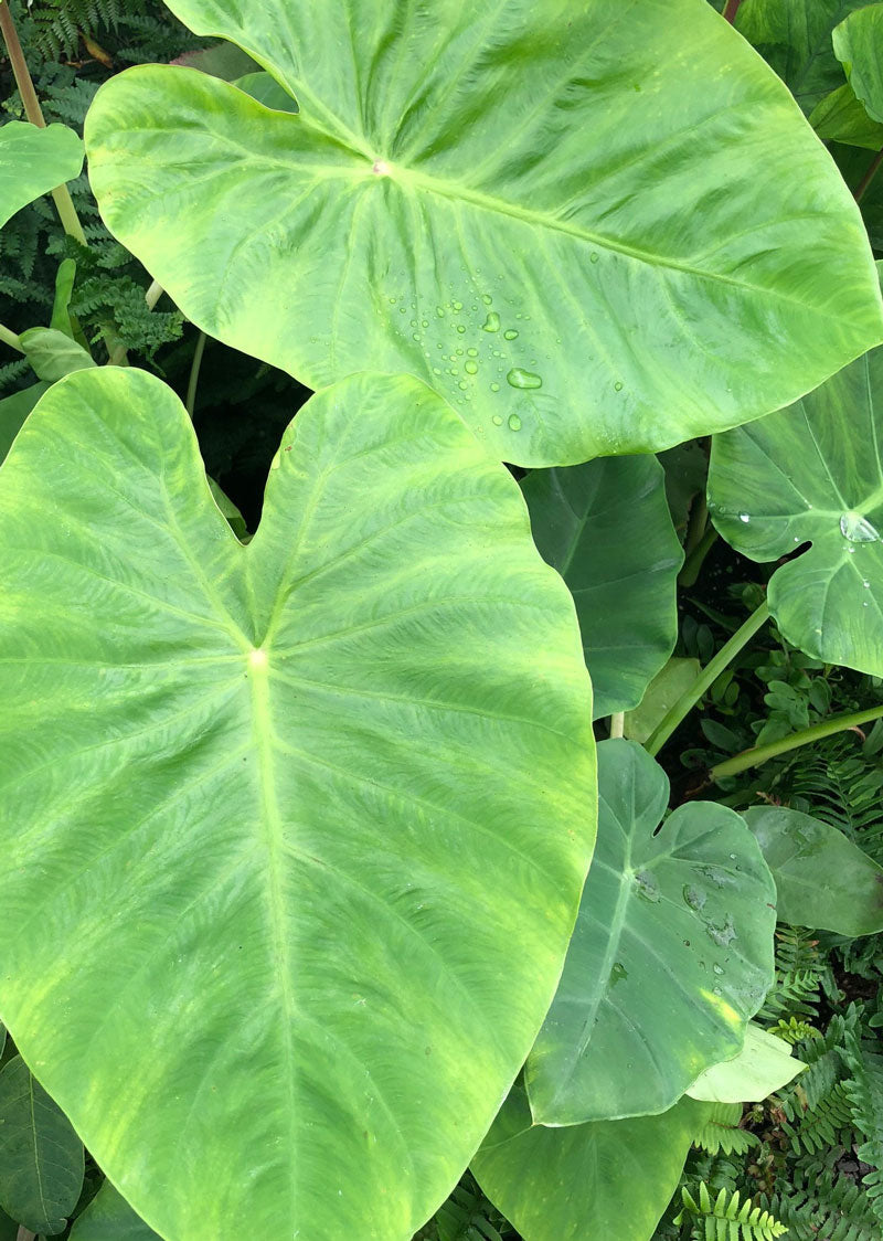 Colocasia 'Maui Gold'