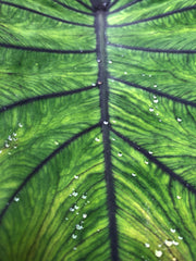 Colocasia 'Blue Hawaii'