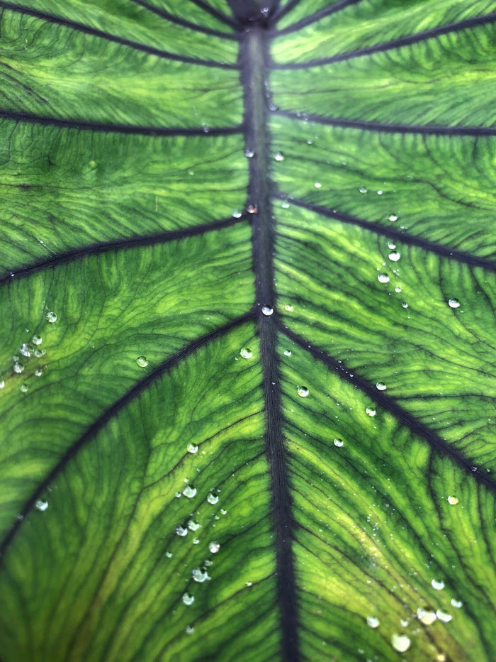 Colocasia 'Blue Hawaii'