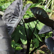 Colocasia 'Black Coral'