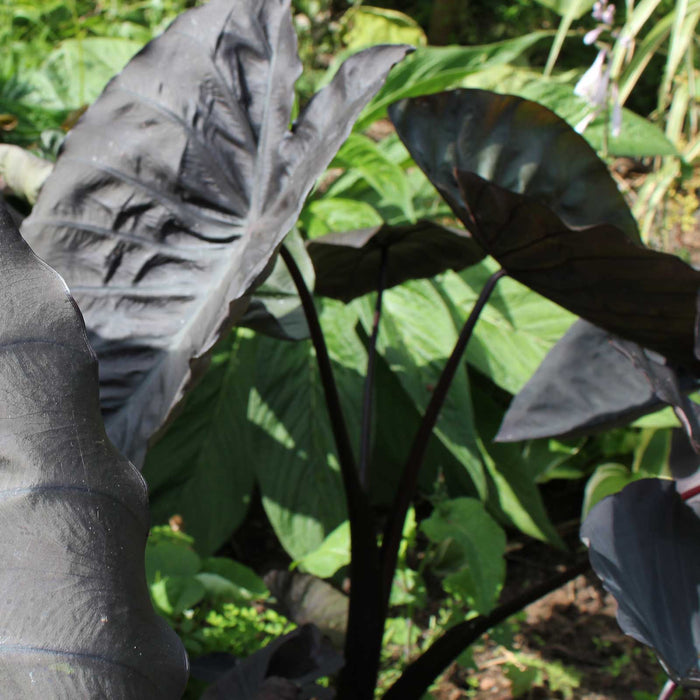 Colocasia 'Black Coral'