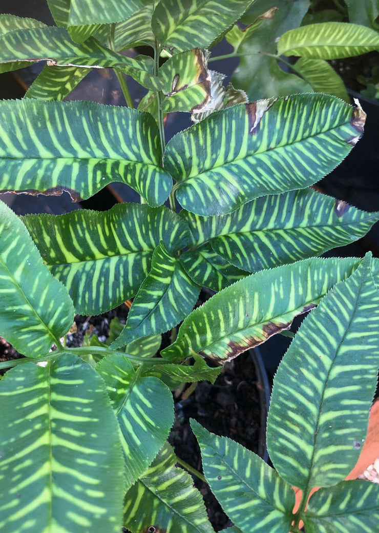 Coniogramme emeiensis
