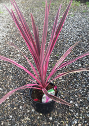 Cordyline australis 'Pink Passion'