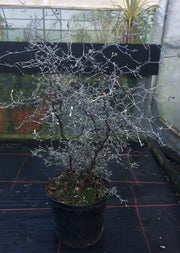 Corokia contoneaster