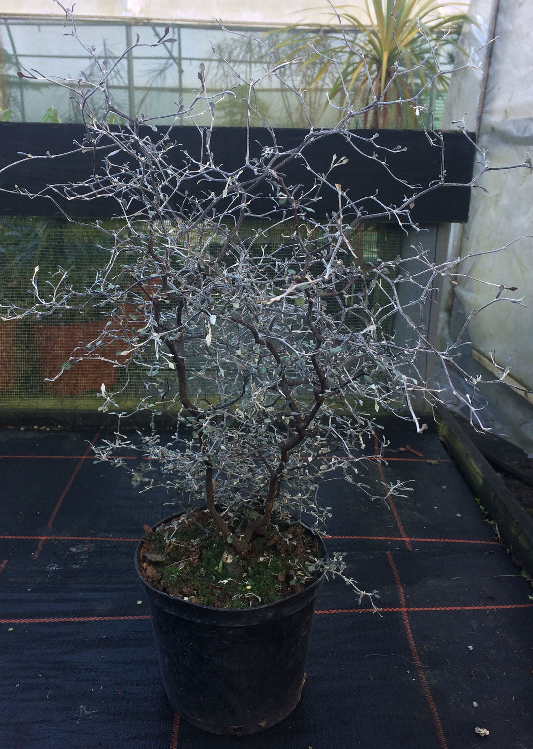 Corokia contoneaster – Desert to Jungle