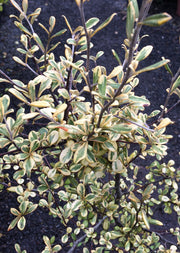 Corokia x virgata Sunsplash