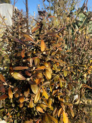 Corokia x virgata Frosted Chocolate